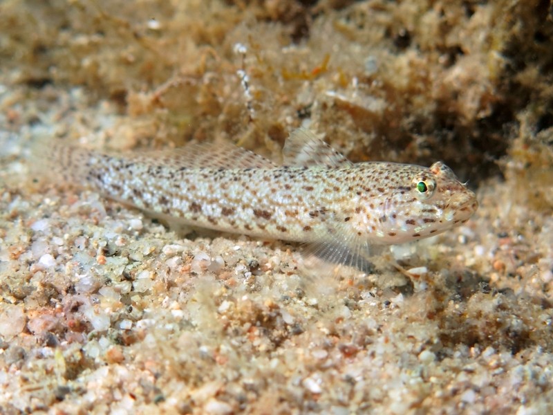 Gobius incognitus (M. Kovacic and R. anda, 2016) vs. Gobius bucchichi (Steindachner,1870)